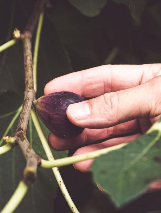 Petite Negri Fig - Raintree Nursery