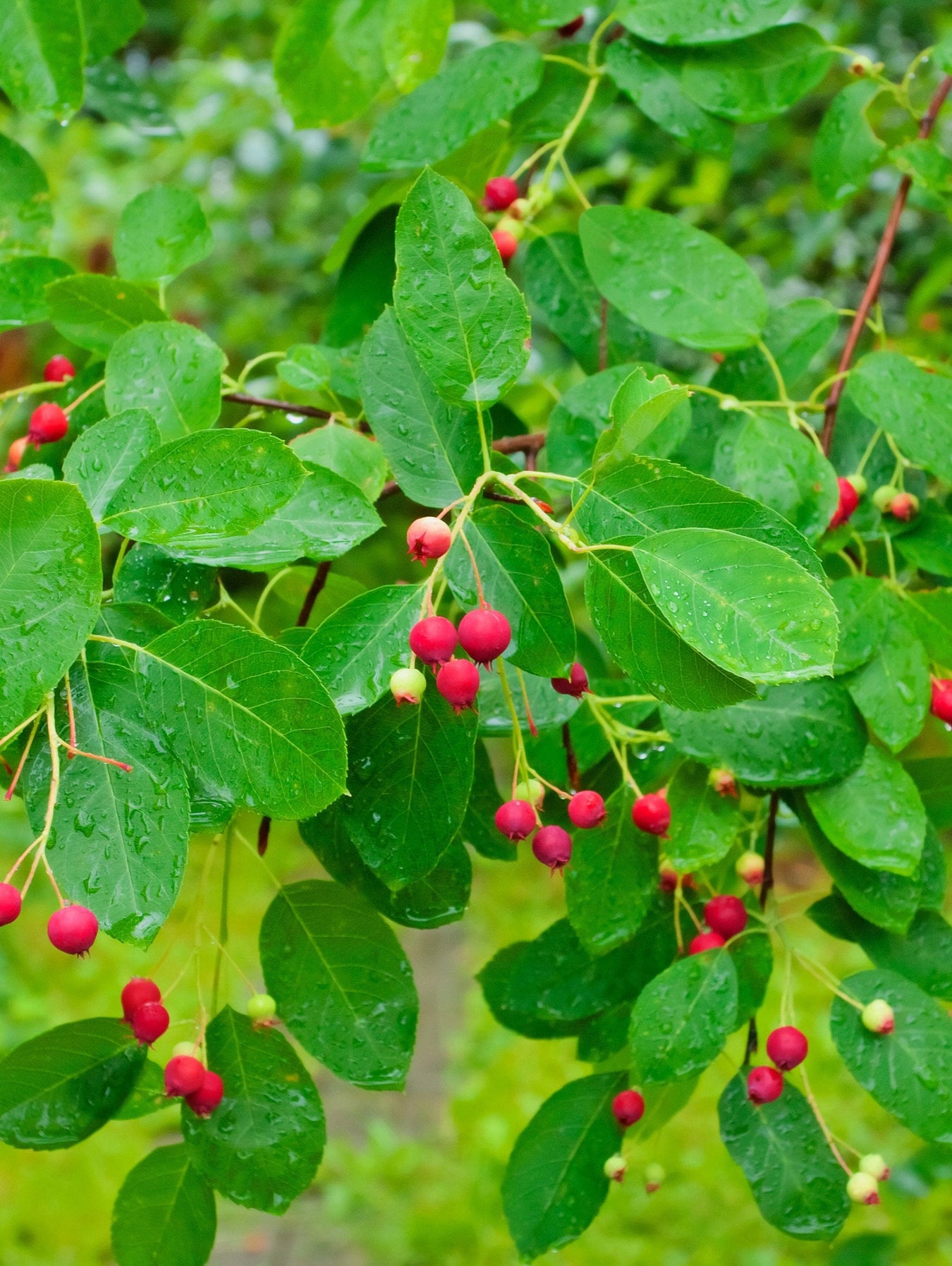 Serviceberries