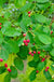 Northline Serviceberry - Raintree Nursery
