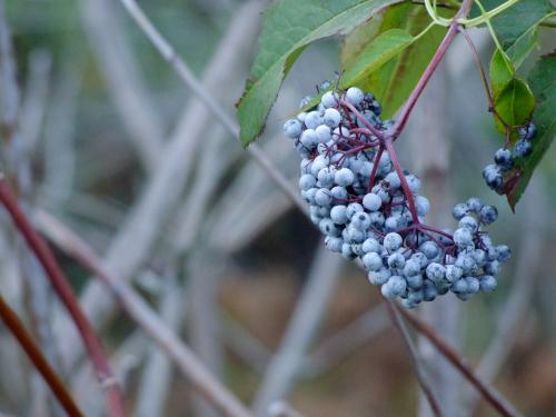 Blue Elderberry - Raintree Nursery