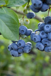 Razz ™ Blueberry - Raintree Nursery