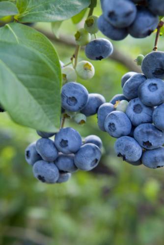 Razz ™ Blueberry - Raintree Nursery