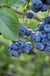 Razz ™ Blueberry - Raintree Nursery