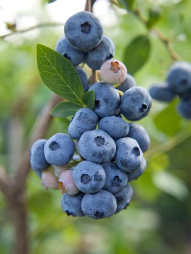 Reka Blueberry - Raintree Nursery