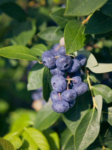 Emerald Blueberry - Raintree Nursery