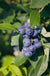Emerald Blueberry - Raintree Nursery