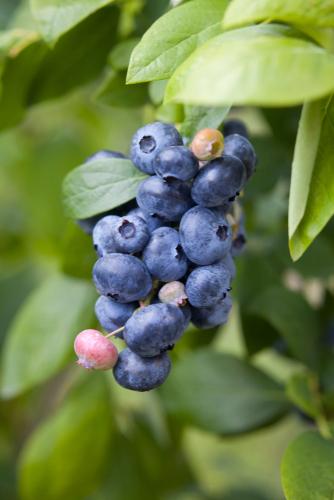 Spartan Blueberry - Raintree Nursery