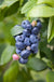 Spartan Blueberry - Raintree Nursery