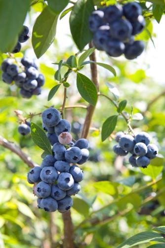 Misty Blueberry - Raintree Nursery