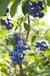 Misty Blueberry - Raintree Nursery