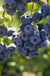 Darrow Blueberry - Raintree Nursery