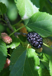 Wellington Mulberry - Raintree Nursery