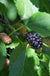 Wellington Mulberry - Raintree Nursery