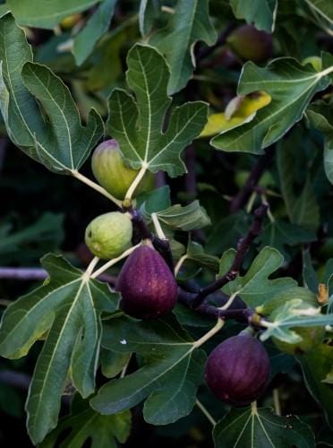 Sultane Fig - Raintree Nursery