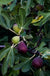 Sultane Fig - Raintree Nursery
