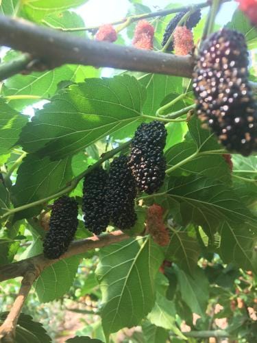 Illinois Everbearing Mulberry - Raintree Nursery