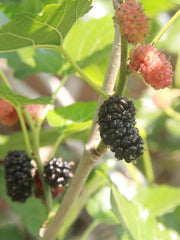 Kokuso Korean Mulberry - Raintree Nursery
