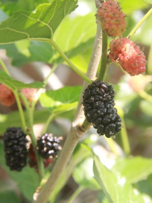 Dwarf Mulberry — Raintree Nursery