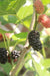 Kokuso Korean Mulberry - Raintree Nursery