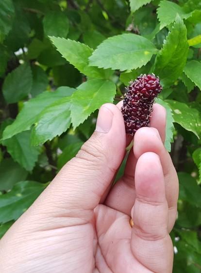 Shangri La Mulberry - Raintree Nursery