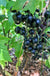September Black Currant - Raintree Nursery