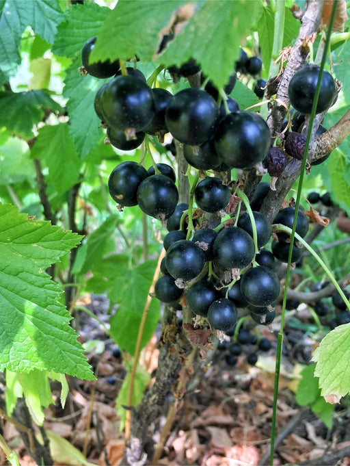 September Black Currant - Raintree Nursery