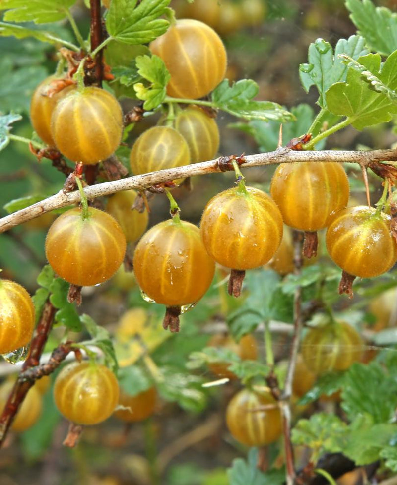 Hinnomaki Yellow Gooseberry - Raintree Nursery