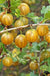 Hinnomaki Yellow Gooseberry - Raintree Nursery