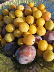 Mirabelle de Nancy European Plum-Fruit Trees-Biringer-Dwarf (4'-5')-