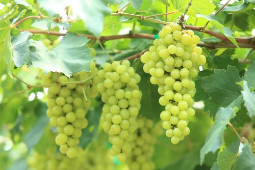 Buy Online Niagara Grape Vine Plants for Fresh Eating, Jams & WIne