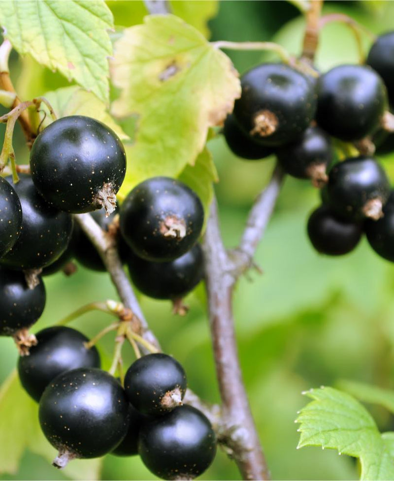 Blackdown Black Currant - Raintree Nursery