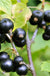 Blackdown Black Currant - Raintree Nursery