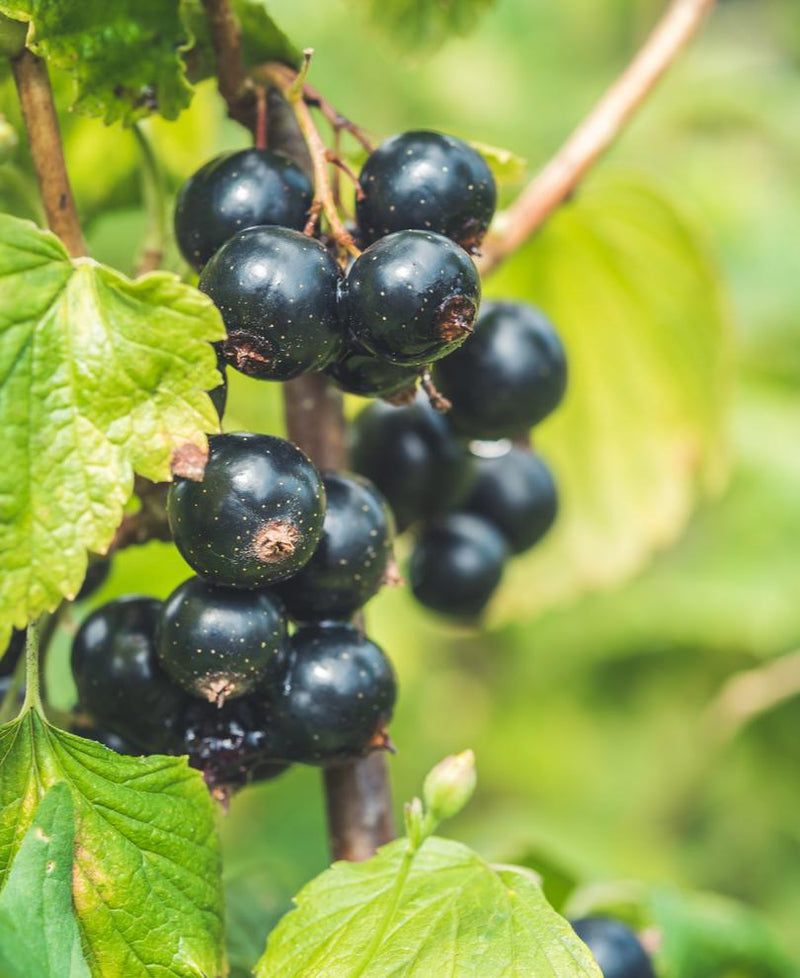 Titania Black Currant - Raintree Nursery