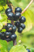 Titania Black Currant - Raintree Nursery