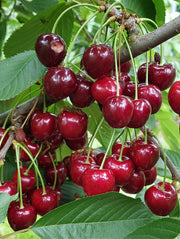 Danube Cherry - Raintree Nursery