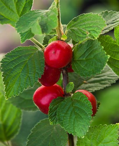 Nanking Cherry - Raintree Nursery