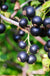 Ben Lomond Black Currant - Raintree Nursery