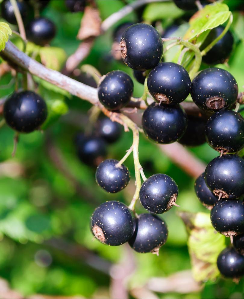 Ben Lomond Black Currant - Raintree Nursery