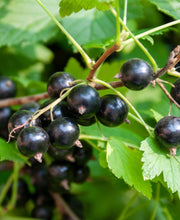 Ben More Black Currant - Raintree Nursery