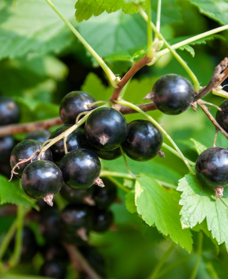 Ben More Black Currant - Raintree Nursery