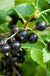 Ben More Black Currant - Raintree Nursery