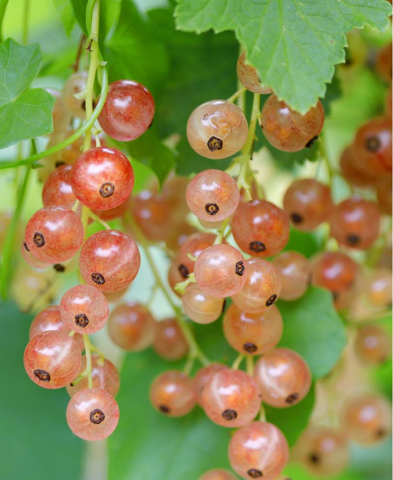 Pink Champagne Currant - Raintree Nursery