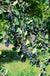 Smokey Serviceberry - Raintree Nursery