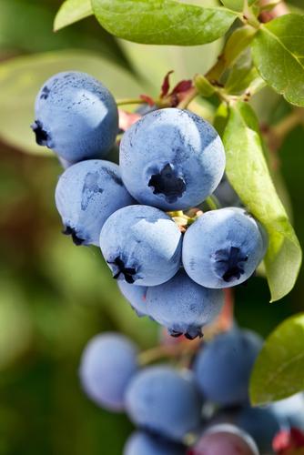 Burgundy Maine Blueberry - Raintree Nursery