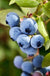 Burgundy Maine Blueberry - Raintree Nursery