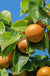 Combination Asian Pear (3 Varieties)/Semi Dwarf-Fruit Trees-Dave Wilson-Semi Dwarf (4'-5')-