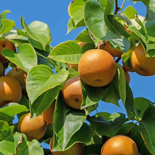 Combination Asian Pear (3 Varieties)/Semi Dwarf-Fruit Trees-Dave Wilson-Semi Dwarf (4'-5')-