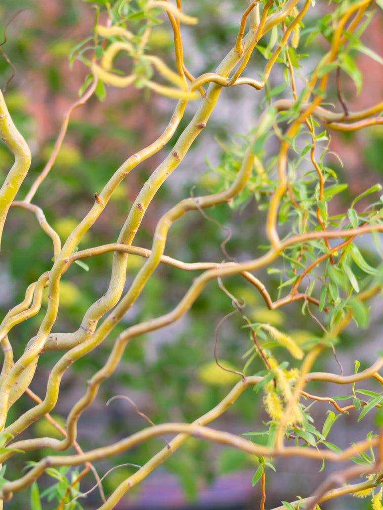 Corkscrew Willow Tree  Salix matsudana 'Tortuosa' – Almanac