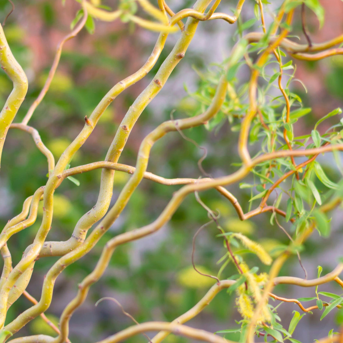 Corkscrew Willow Raintree Nursery   Shutterstock 1747733237 1200x1200 Crop Center 