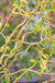 Corkscrew Willow-Ornamentals-Raintree Prop-1 Gallon Pot-
